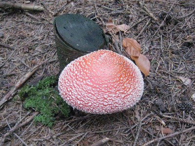 Fliegenpilz Fliegenpilz