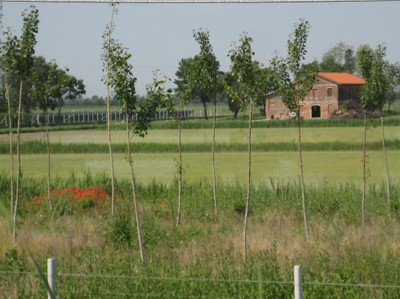 Reisfelder