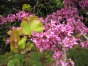 IMG_1983-small.JPG